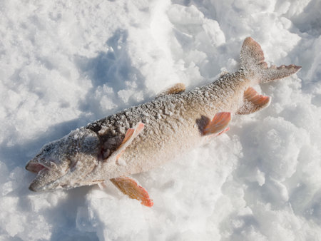 Freshly catched lake trout at Lake Granby, Colorado.の写真素材