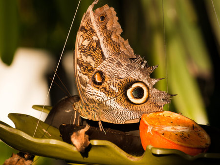 Butterflyの写真素材