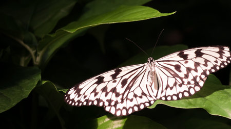Butterflyの写真素材