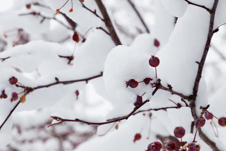 Red berries in snow.の写真素材