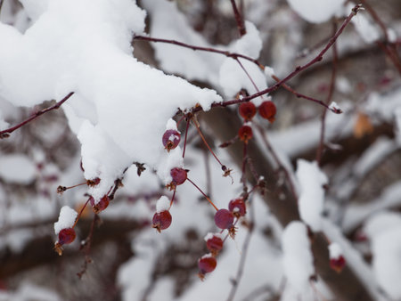 Red berries in snow.の写真素材