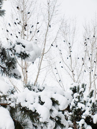 Birds on the tree in winter.の写真素材