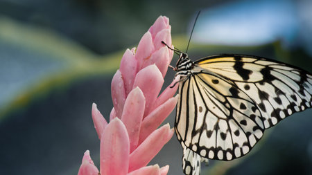 Butterflyの写真素材