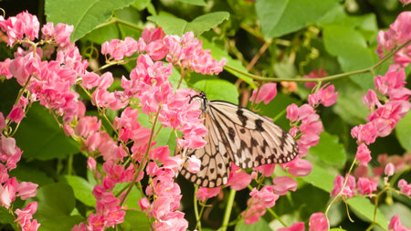 Butterflyの写真素材