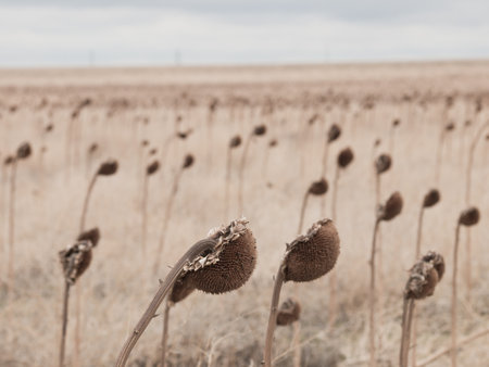 Inside a field of dried sunflowers.の写真素材