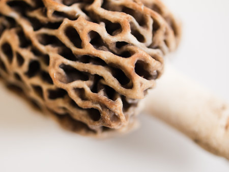 Freshly picked  flavorful morel mushrooms. Shallow DOF.の写真素材