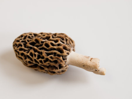 Freshly picked  flavorful morel mushrooms. Shallow DOF.の写真素材