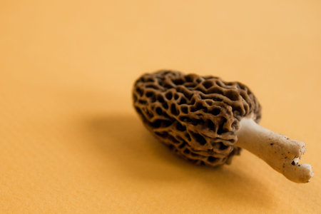 Freshly picked  flavorful morel mushrooms. Shallow DOF.