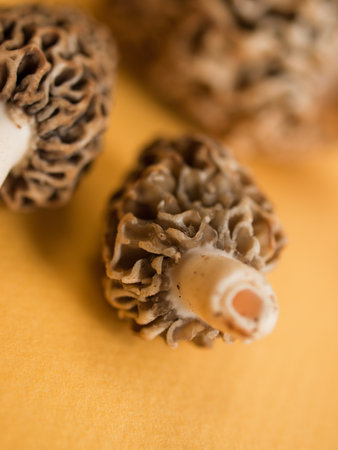 Freshly picked  flavorful morel mushrooms. Shallow DOF.の写真素材
