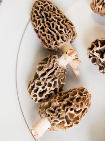 Freshly picked  flavorful morel mushrooms. Shallow DOF.