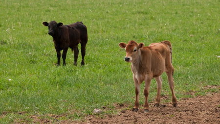Red dairy cow grazing on a meadow in Montrose, Colorado.の写真素材