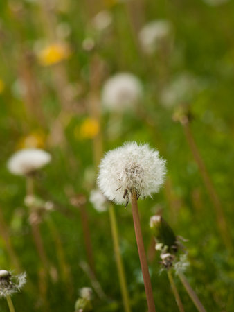 White dandelions on a green meadow in Spring.の写真素材
