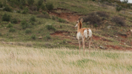 A young female pronghorn, Antilocapra americana, with red upper thorax and white rump is photographed in profile while standing watch for the rest of his herd. Although commonly called an antelope, the pronghorn is classified as an artiodactyl mammal. Theの写真素材
