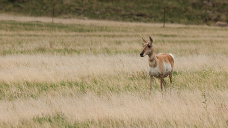 A young female pronghorn, Antilocapra americana, with red upper thorax and white rump is photographed in profile while standing watch for the rest of his herd. Although commonly called an antelope, the pronghorn is classified as an artiodactyl mammal. Theの写真素材