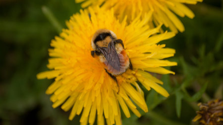 Yellow dandelions on a green meadow in Spring.の写真素材