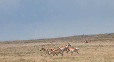 Herd pronghorn with does on plains of Cheyenne,  WY.の写真素材