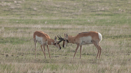 Two buck pronghorns  on plains of Cheyenne,  WY.の写真素材