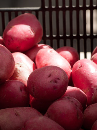 Red potatoes in basket at the local farmers market.の写真素材