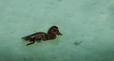 Ducklings in the clear water.の写真素材