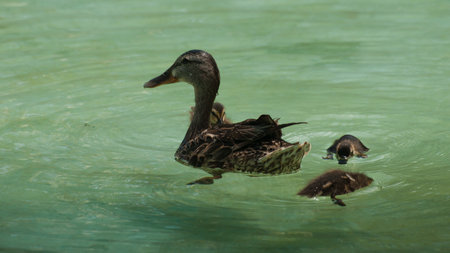 Ducklings in the clear water.の写真素材