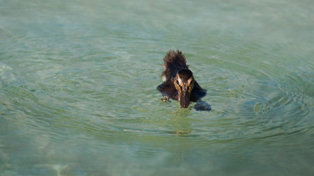 Ducklings in the clear water.
