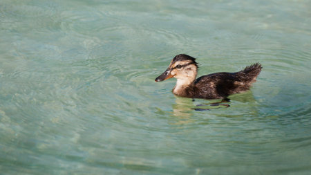 Ducklings in the clear water.の写真素材