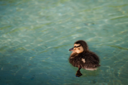 Ducklings in the clear water.の写真素材