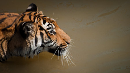 Close up of tiger in captivity.