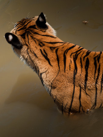 Close up of tiger in captivity.の写真素材
