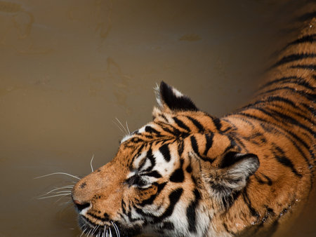 Close up of tiger in captivity.