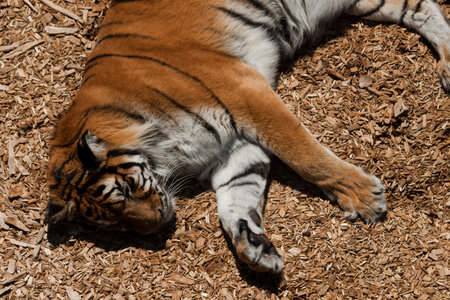 Close up of tiger in captivity.の写真素材