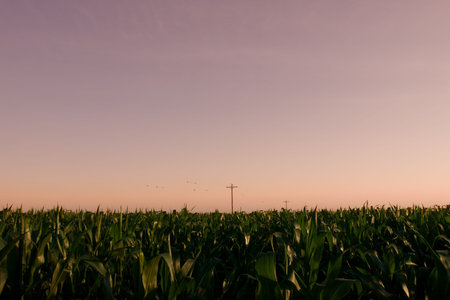 Corn fieldの写真素材