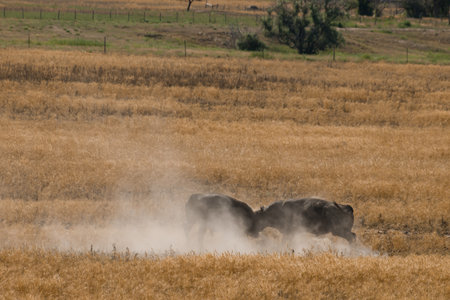 Bullfighting on the farm in Colorado.の写真素材