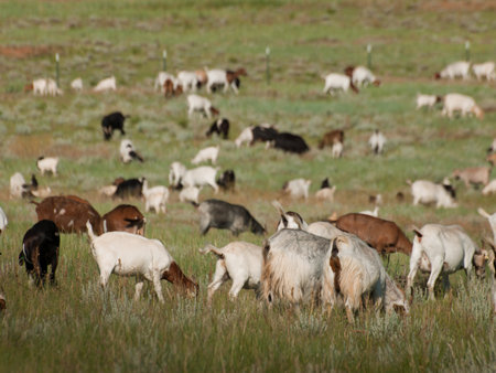 Herd of goats on mountan meadow in Fort Collins, Colorado.のeditorial素材