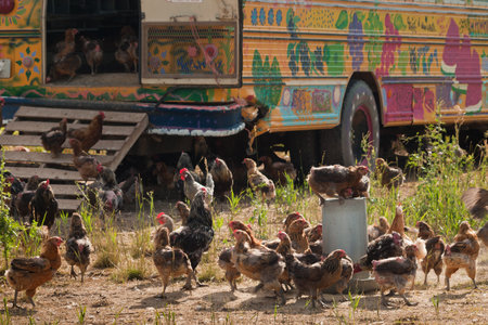 Chickens at the chicken farm in Fort Collins, Colorado.のeditorial素材