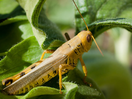 Green grashopper sitting on a plant.