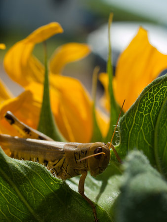 Green grashopper sitting on a plant.の写真素材