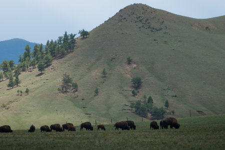 Buffalo ranch near the Spinney Reservoir, Colorado.のeditorial素材