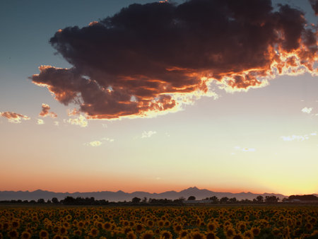Sunflower field with the Longs Peak, Colorado view on forground  at sunset.のeditorial素材