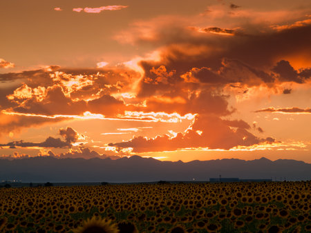 Sunflower field at sunset in Colorado.のeditorial素材