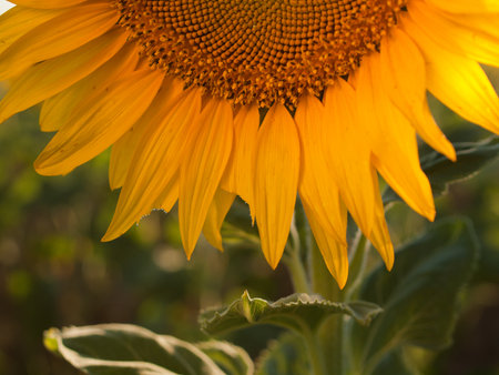 Close up of sunflower in bloom.の写真素材