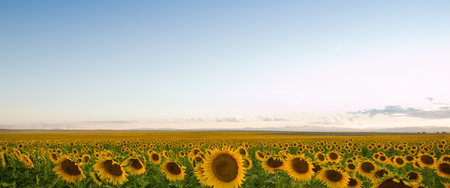 Sunflower field at sunset in Colorado.の写真素材
