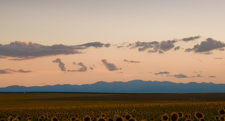 Sunflower field at sunset in Colorado.の写真素材