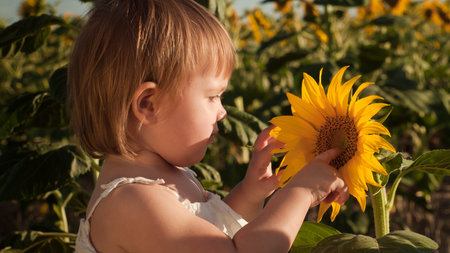 Little girl playing in sunflower field.の写真素材
