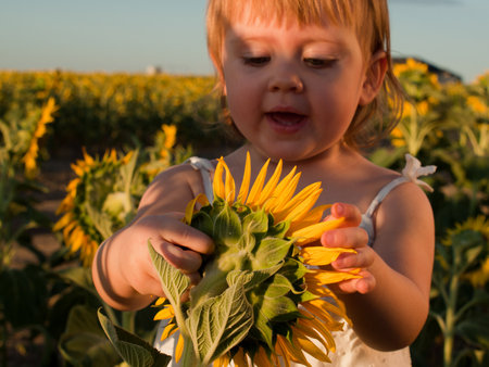 Little girl playing in sunflower field.の写真素材