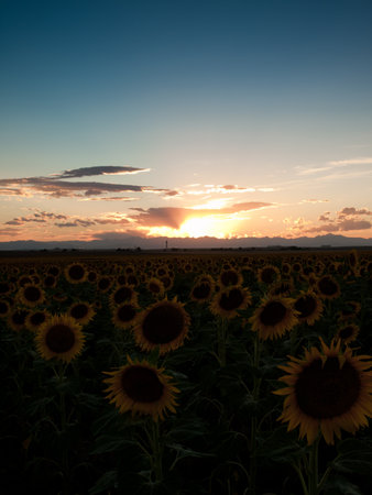 Sunflower field at sunset in Colorado.の写真素材