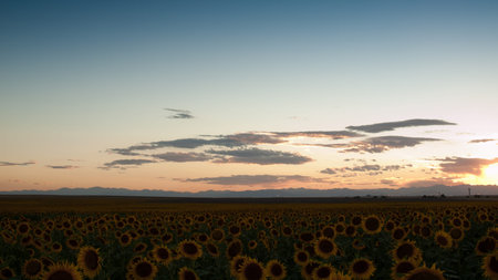 Sunflower field at sunset in Colorado.の写真素材
