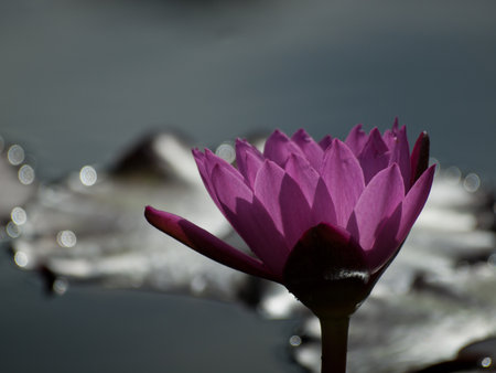Charlie's Pride Waterlily, Nymphaea Charlie's Pride  water lily. Charlie's Pride Waterlily: Nymphaea 'Charlie's Pride' was hybridized in Australia by Charles Winch 1993. One of the reddest tropical lilies available on the market today this flower will staの写真素材