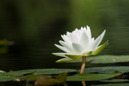 Nymphaea 'Gladstoniana' water lily. This beautiful large white lily remains a long-time favorite. With a slight fragrance and large Marliac rhizome, this lily is well-suited to planting in earth-bottom ponds. Hybridized in 1897 by George Richardson while の写真素材