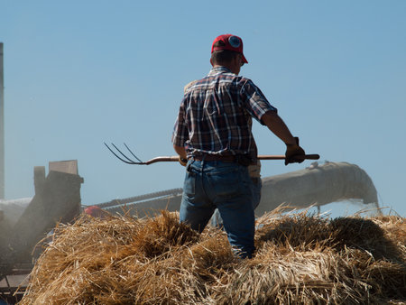 Men harvesting hay with old farm equipment.のeditorial素材